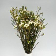 Wax Flower (Imported) - White (5 Stems)