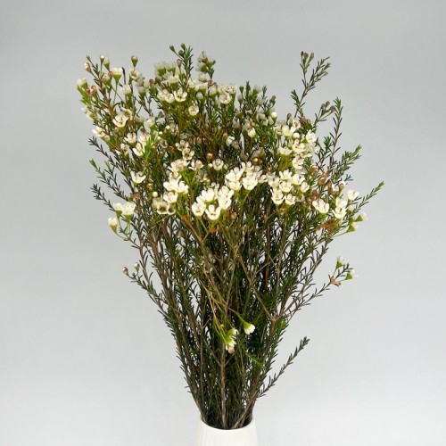 Wax Flower (Imported) - White (5 Stems)
