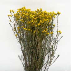 Wax Flower (Imported) - Yellow (Per Bunch) Wax Flower (Imported) - Yellow (Per Bunch)