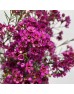 Wax Flower (Imported) - Jupiter Pink (5 Stems)
