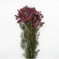 Wax Flower (Imported) - Jupiter Pink (5 Stems)