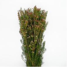 Wax Flower (Imported) - My Sweet 16 (5 Stems)