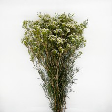 Wax Flower (Imported) - Ofir White (5 Stems)