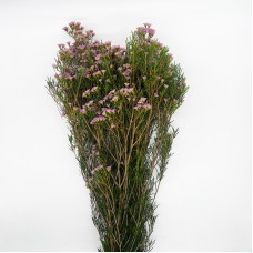 Wax Flower (Imported) - Wendy Rose (5 Stems)