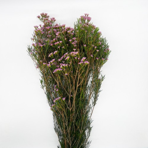 Wax Flower (Imported) - Wendy Rose (5 Stems) Wax Flower (Imported) - Wendy Rose (5 Stems)