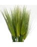 Wheat (Imported) - Green (Per Bunch)