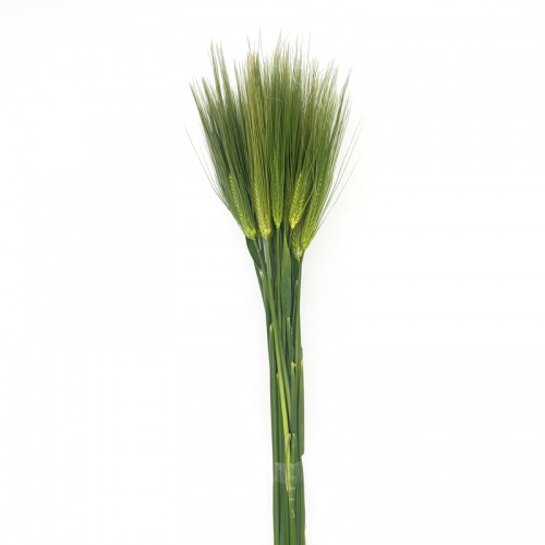 Wheat (Imported) - Green (Per Bunch)