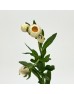 Xerochrysum (Imported) - White (10 Stems) Xerochrysum (Imported) - White (10 Stems)