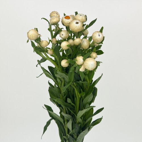 Xerochrysum (Imported) - White (10 Stems) Xerochrysum (Imported) - White (10 Stems)