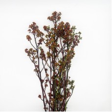 Yellow Salix (Common Alstonia) (Imported) - (Per Bundle)