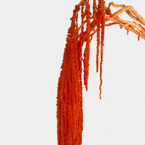 Preserved Amaranthus - Orange (Per Bundle)