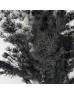 Asparagus Leaf - Black (Per Bundle)