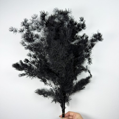 Asparagus Leaf - Black (Per Bundle)