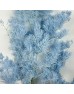 Asparagus Leaf - Blue (Per Bundle)