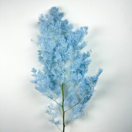 Asparagus Leaf - Blue (Per Bundle)