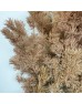 Asparagus Leaf - Brown (Per Bundle)