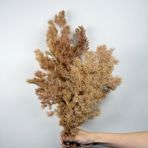 Asparagus Leaf - Brown (Per Bundle)