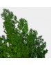 Asparagus Leaf - Green (Per Bundle)