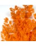 Asparagus Leaf - Orange (Per Bundle)