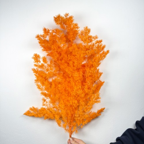 Asparagus Leaf - Orange (Per Bundle)
