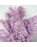 Asparagus Leaf - Purple (Per Bundle)