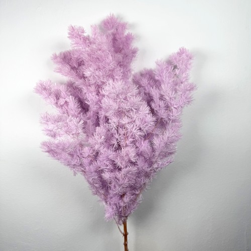 Asparagus Leaf - Purple (Per Bundle)