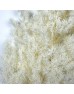 Asparagus Leaf - White (Per Bundle)