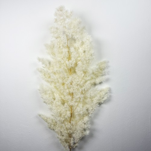 Asparagus Leaf - White (Per Bundle)