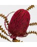 Banksia Speciosa - Cherry Pink (Per Stem)