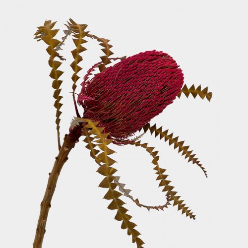 Banksia Speciosa - Cherry Pink (Per Stem)