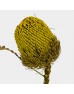 Banksia Speciosa - Green (Per Stem)