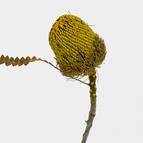 Banksia Speciosa - Green (Per Stem)