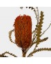 Banksia Speciosa - Orange (Per Stem)