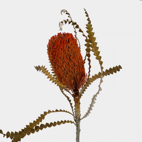 Banksia Speciosa - Orange (Per Stem)