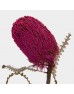 Banksia Speciosa - Pink (Per Stem)