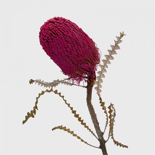 Banksia Speciosa - Pink (Per Stem)