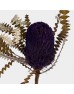 Banksia Speciosa - Purple (Per Stem)