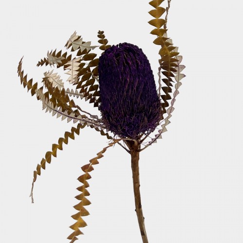 Banksia Speciosa - Purple (Per Stem)