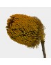 Banksia Speciosa - Yellow (Per Stem)