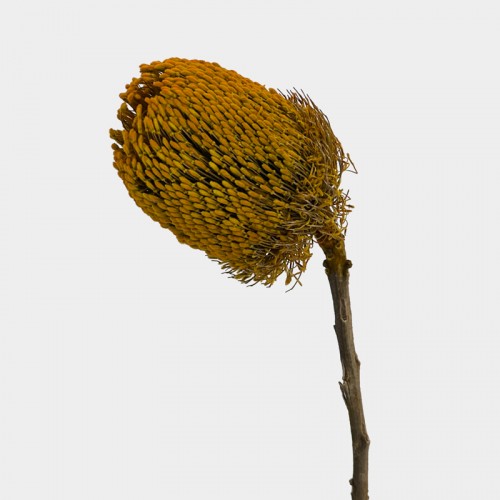 Banksia Speciosa - Yellow (Per Stem)