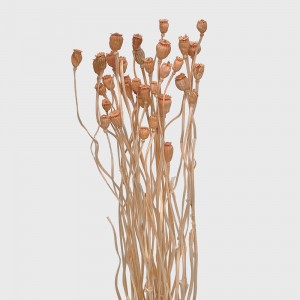 Dried Bell Cup Fruit - (Per Bundle)