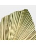 Cattail Leaf Fan - Light Green (2 Stems)
