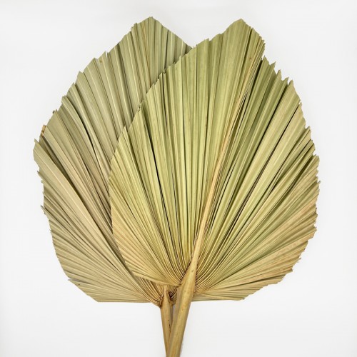 Cattail Leaf Fan - Light Green (2 Stems)