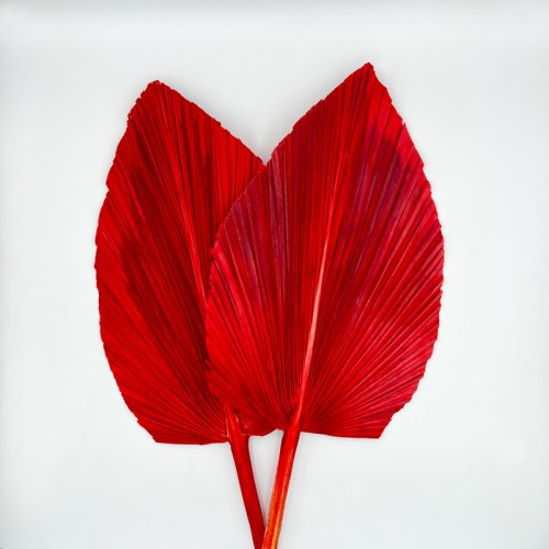 Cattail Leaf Fan - Red (2 Stems)