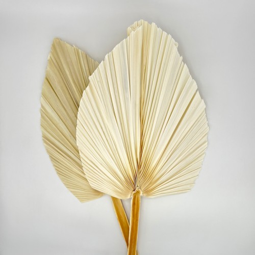 Cattail Leaf Fan - White (2 Stems) Cattail Leaf Fan - White (2 Stems)