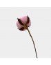 Cotton Flower 1H - Pink (Per Stem) Cotton Flower 1H - Pink (Per Stem)