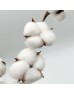 Gossypium (Cotton Flower) - White (Per Stems) Gossypium (Cotton Flower) - White (Per Stems)