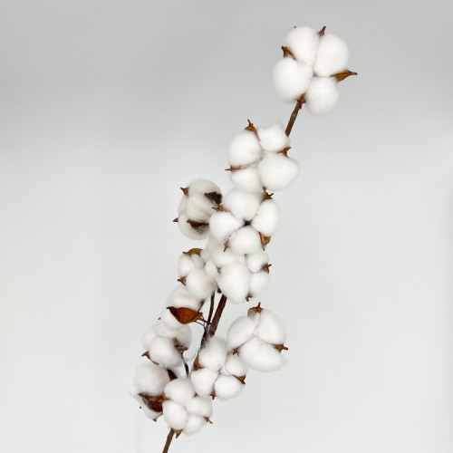 Gossypium (Cotton Flower) - White (Per Stems) Gossypium (Cotton Flower) - White (Per Stems)