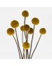Preserved Craspedia Ball - Yellow (10 Stems)
