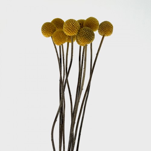 Preserved Craspedia Ball - Yellow (10 Stems)